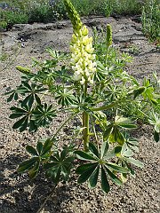 lupinus densiflorus